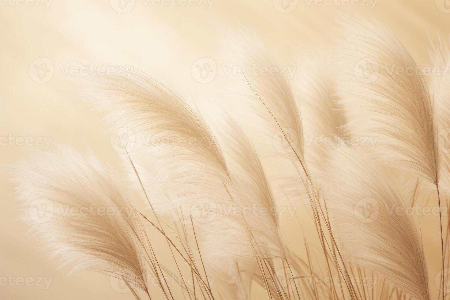 Abstract natural background of soft plants Cortaderia selloana. Pampas grass on a blurry bokeh, Dry reeds boho style. Fluffy stems of tall grass. photo