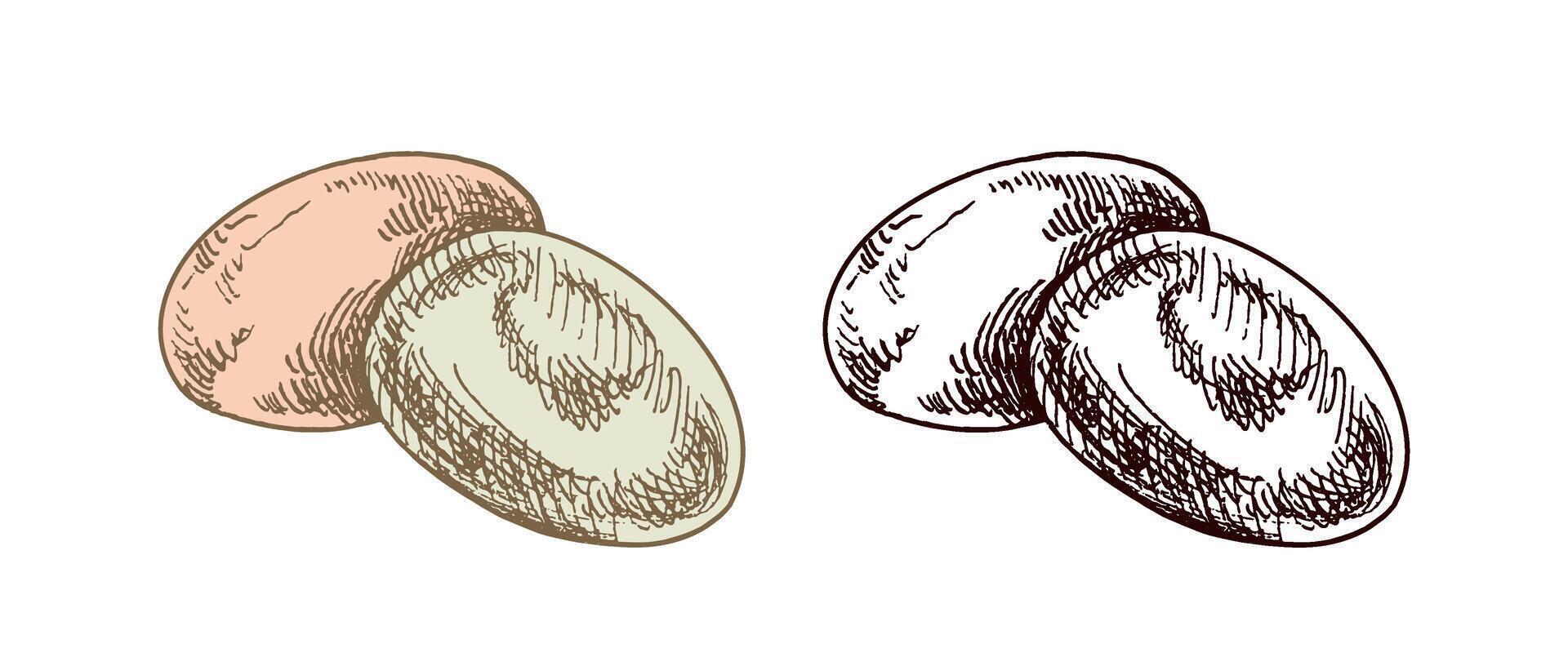 Hand-drawn colored and black sketch of quail eggs. Easter Holiday. Vintage element. vector