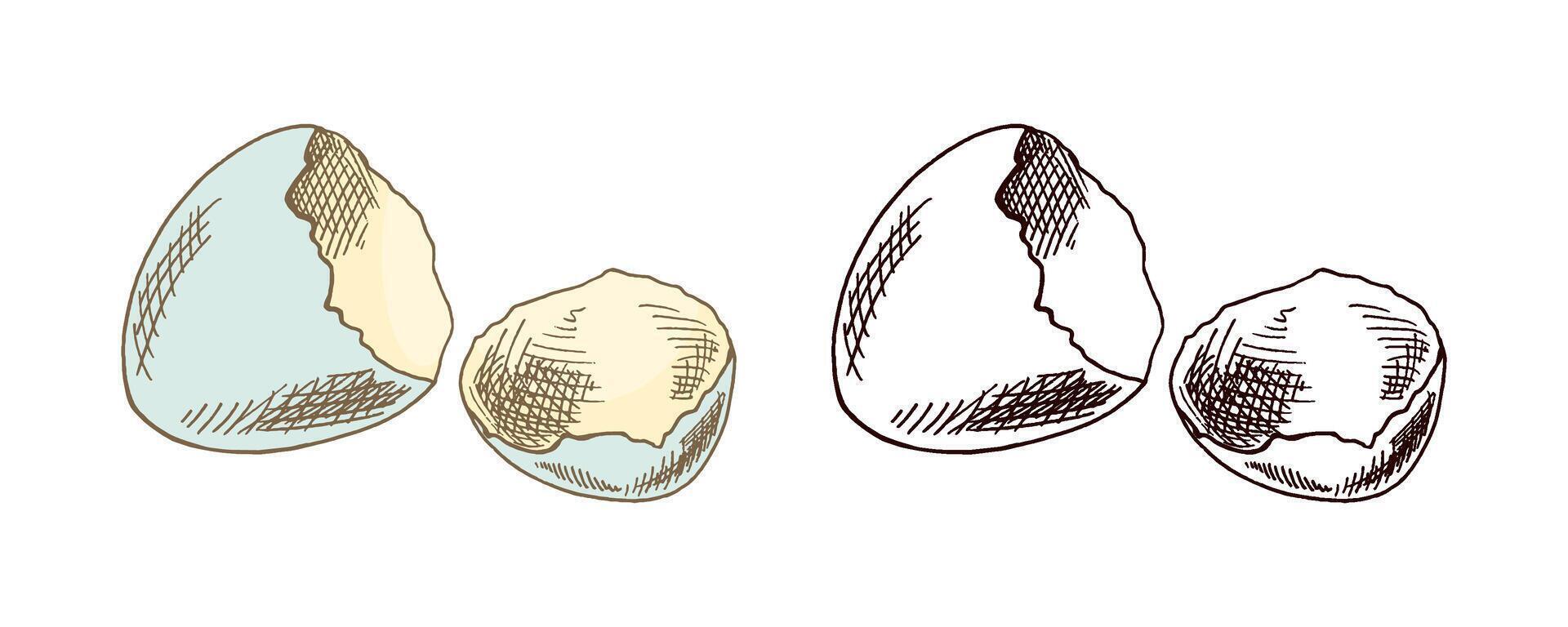 Easter holiday hand-drawn colorful sketch of broken eggshell vintage illustration isolated on white vector