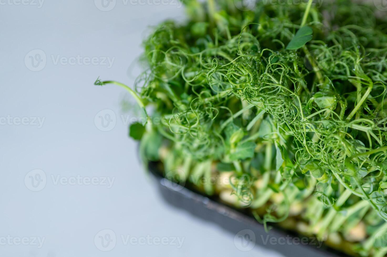 tray of pea microgreens in a black container photo