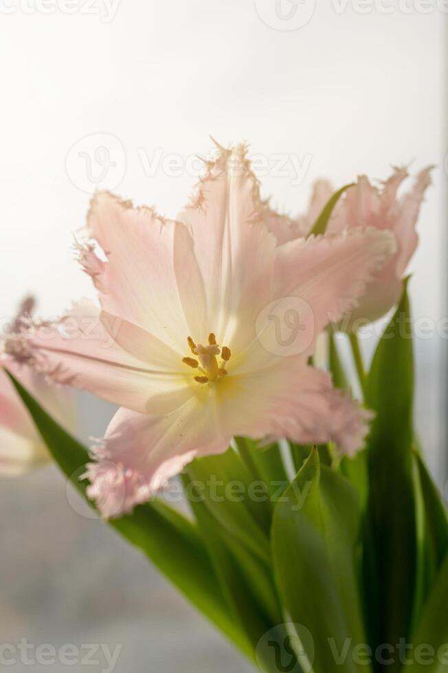 a close up of a pink tulip with a window in the background photo