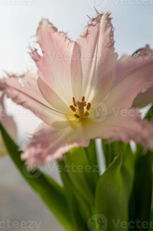 a close up of a pink tulip with a blurry background photo