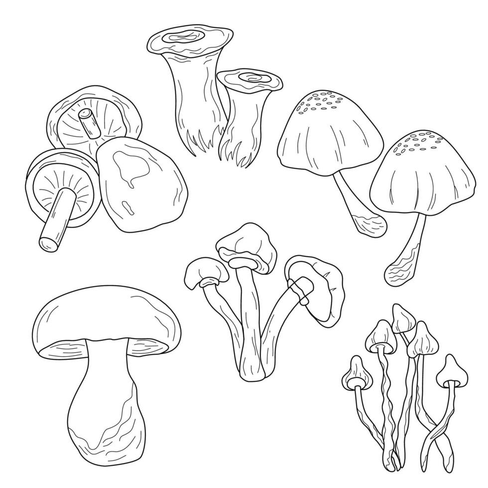 set of various hand drawn mushroom coloring page vector