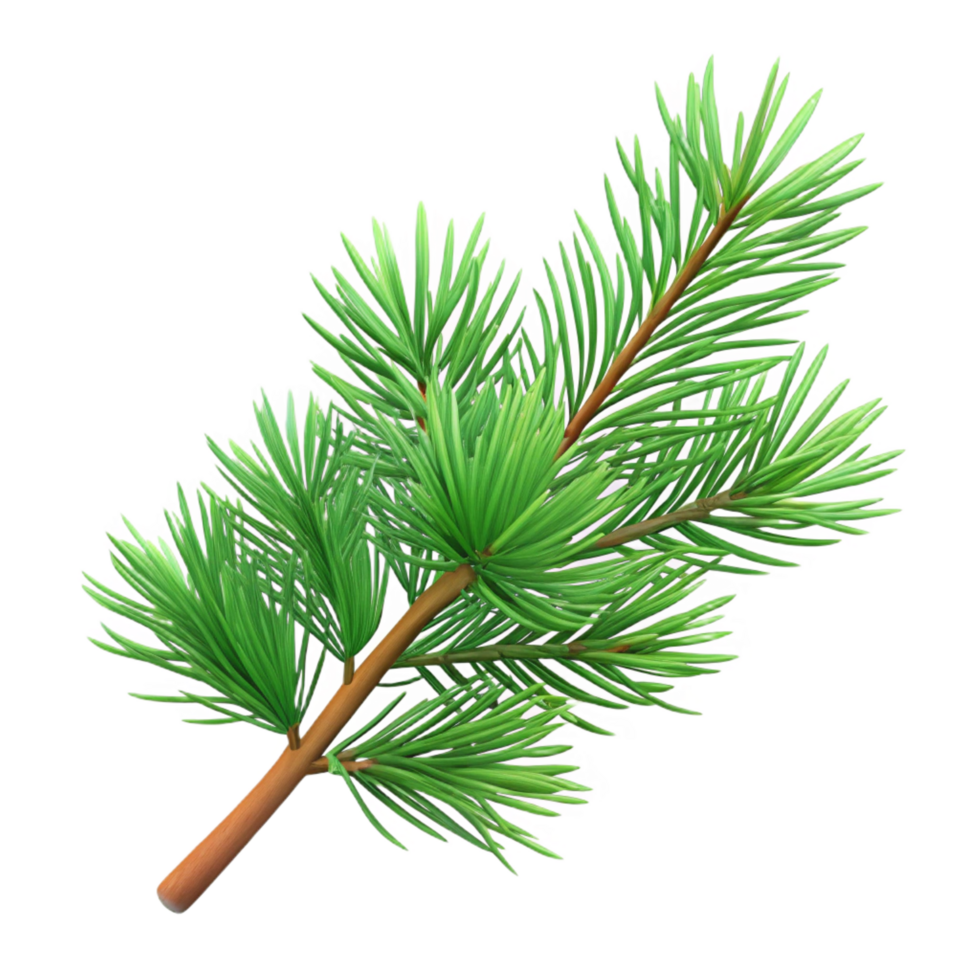 celebrated organic Pine branch with needles NO BACKGROUND with Transparent Background. genuine png