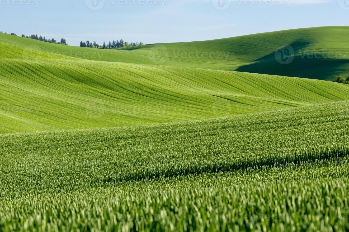 A green field with rolling hills and trees photo