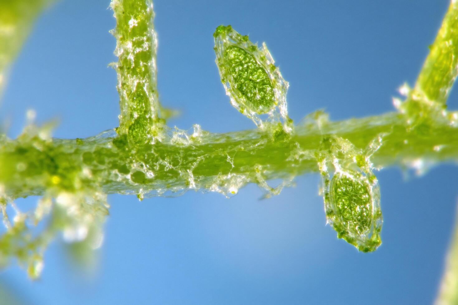 Close-up of green plant structures, possibly trichomes or glands. photo