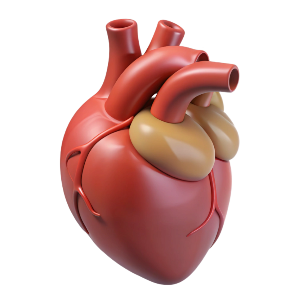 captivating classic Heart, human organ, NO BACKGROUND with Transparent Background. gallery standard png