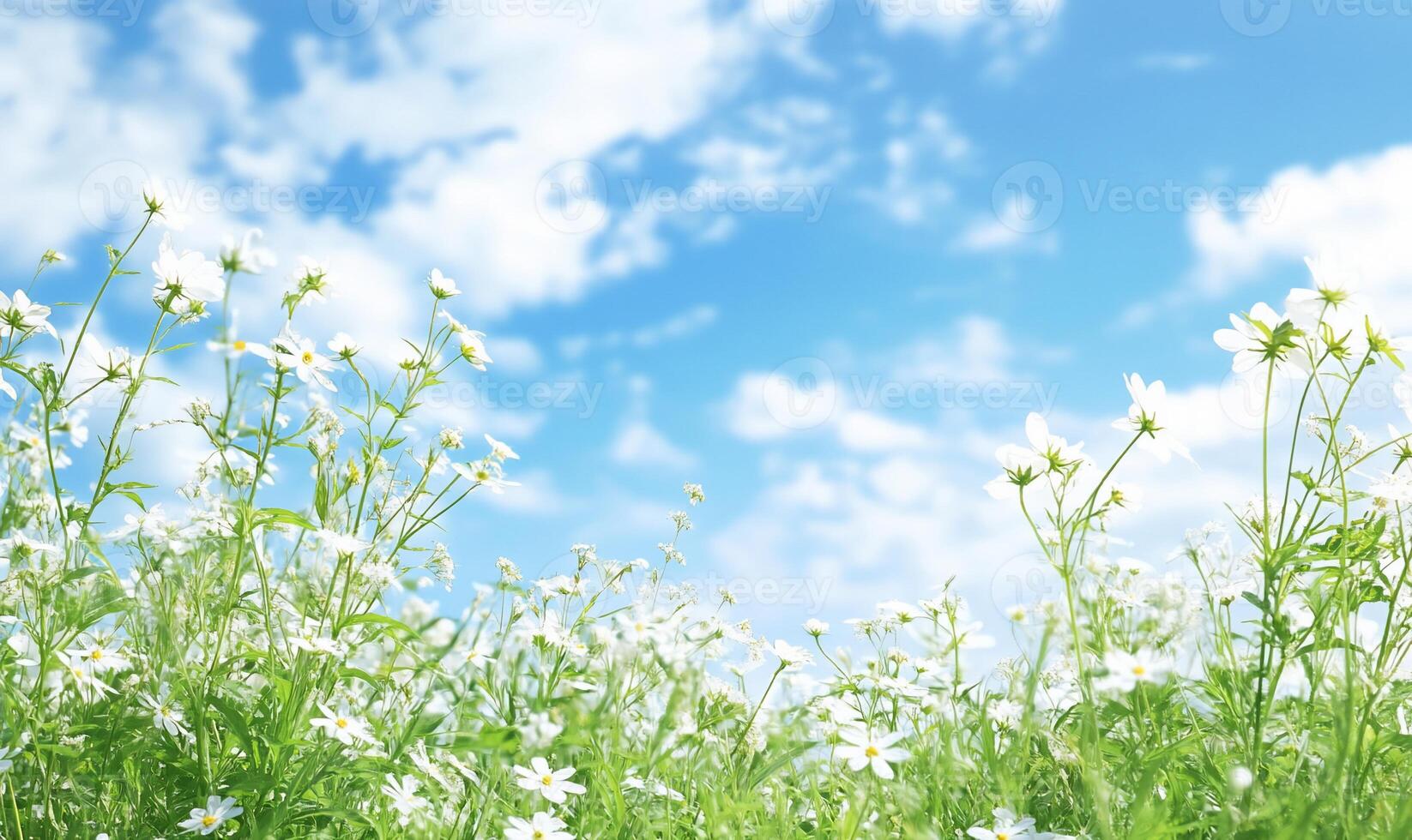 White daisies in a field with blue sky background photo