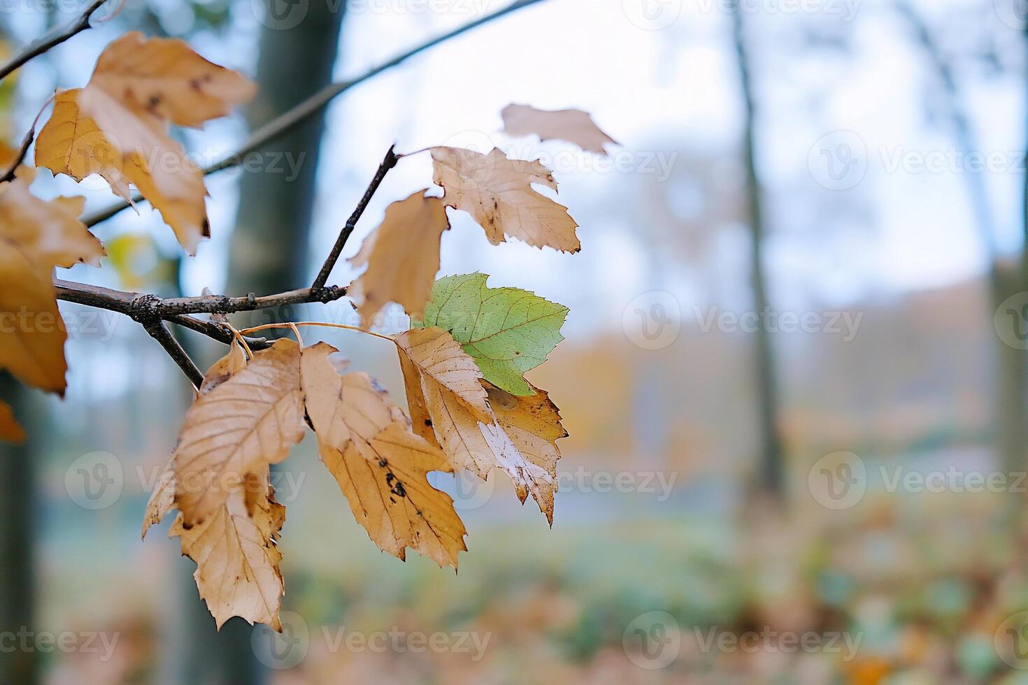 A close up of a tree branch with leaves photo