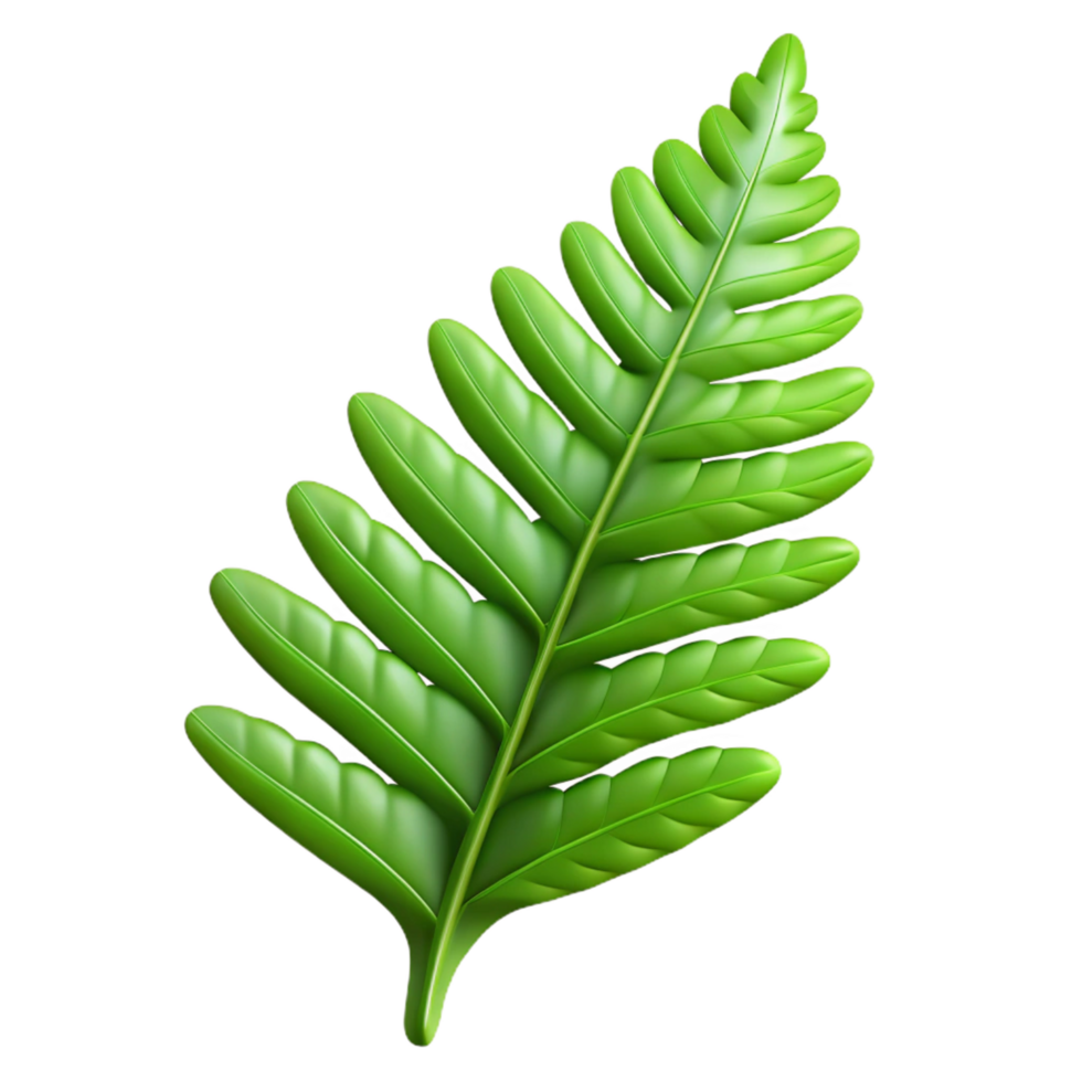 calm radiant Fern frond NO BACKGROUND with Transparent Background. precision png