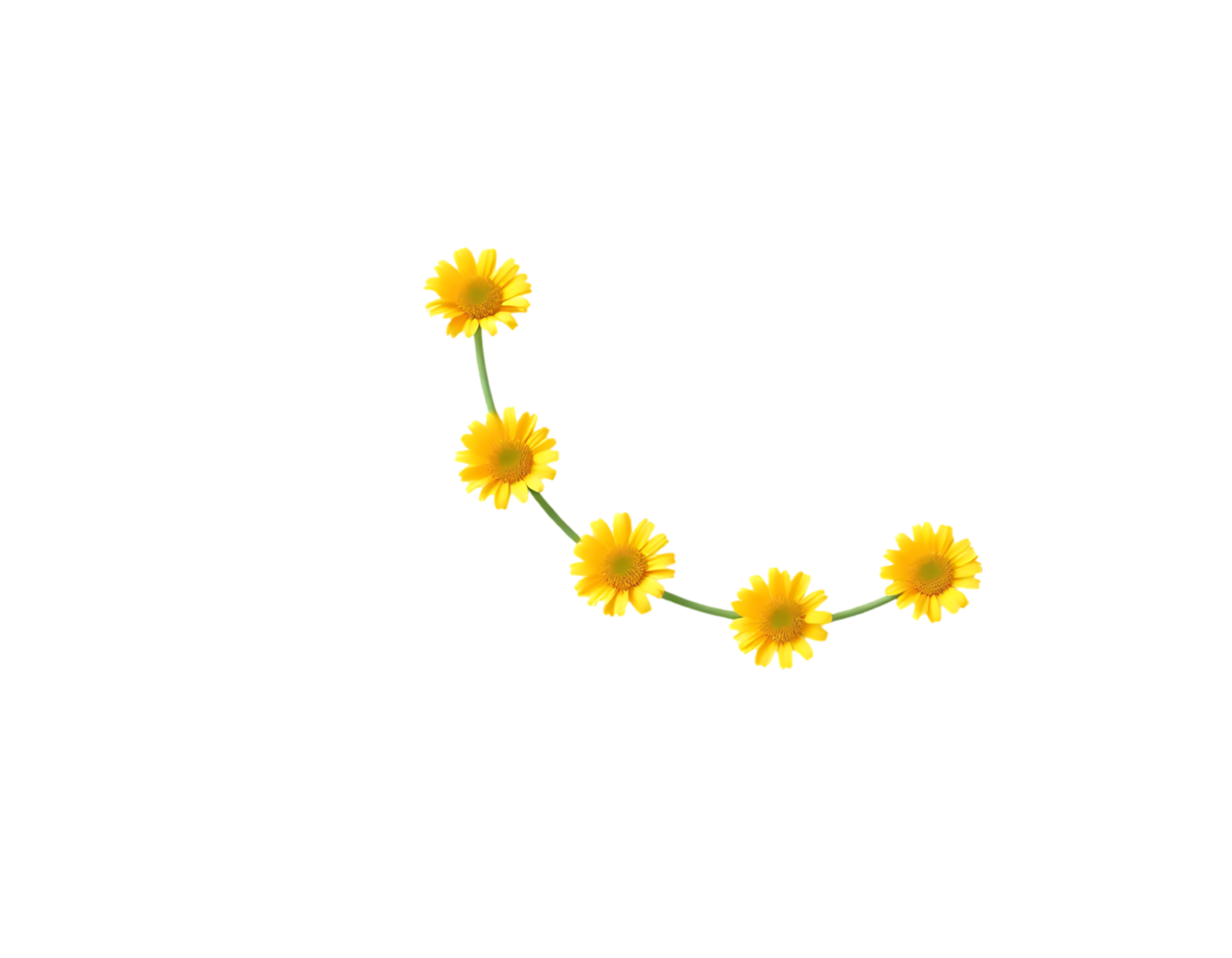 Yellow Flowers Forming a Curved Line png