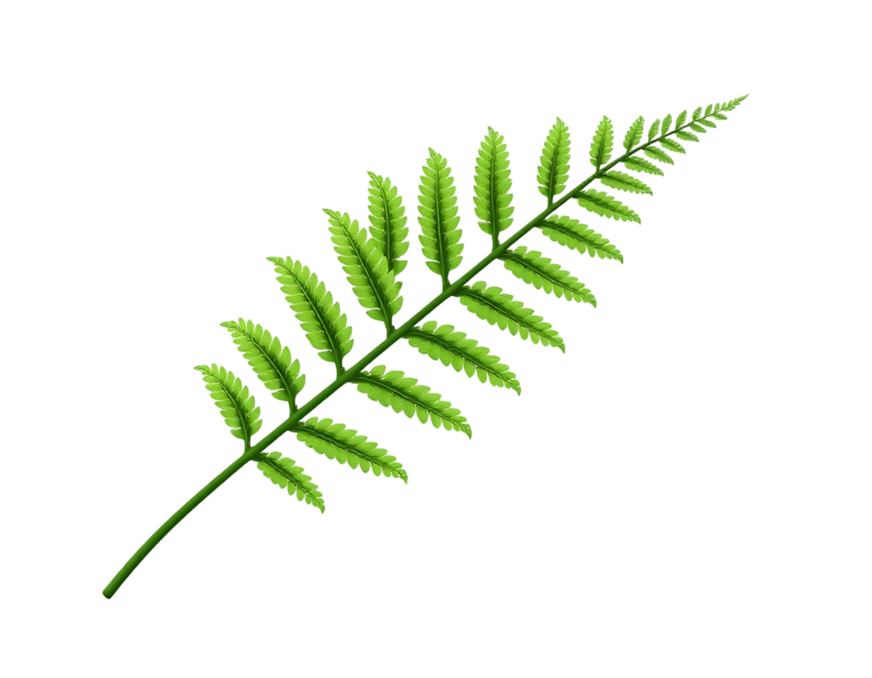 Detailed illustration of a vibrant green fern leaf with multiple leaflets png