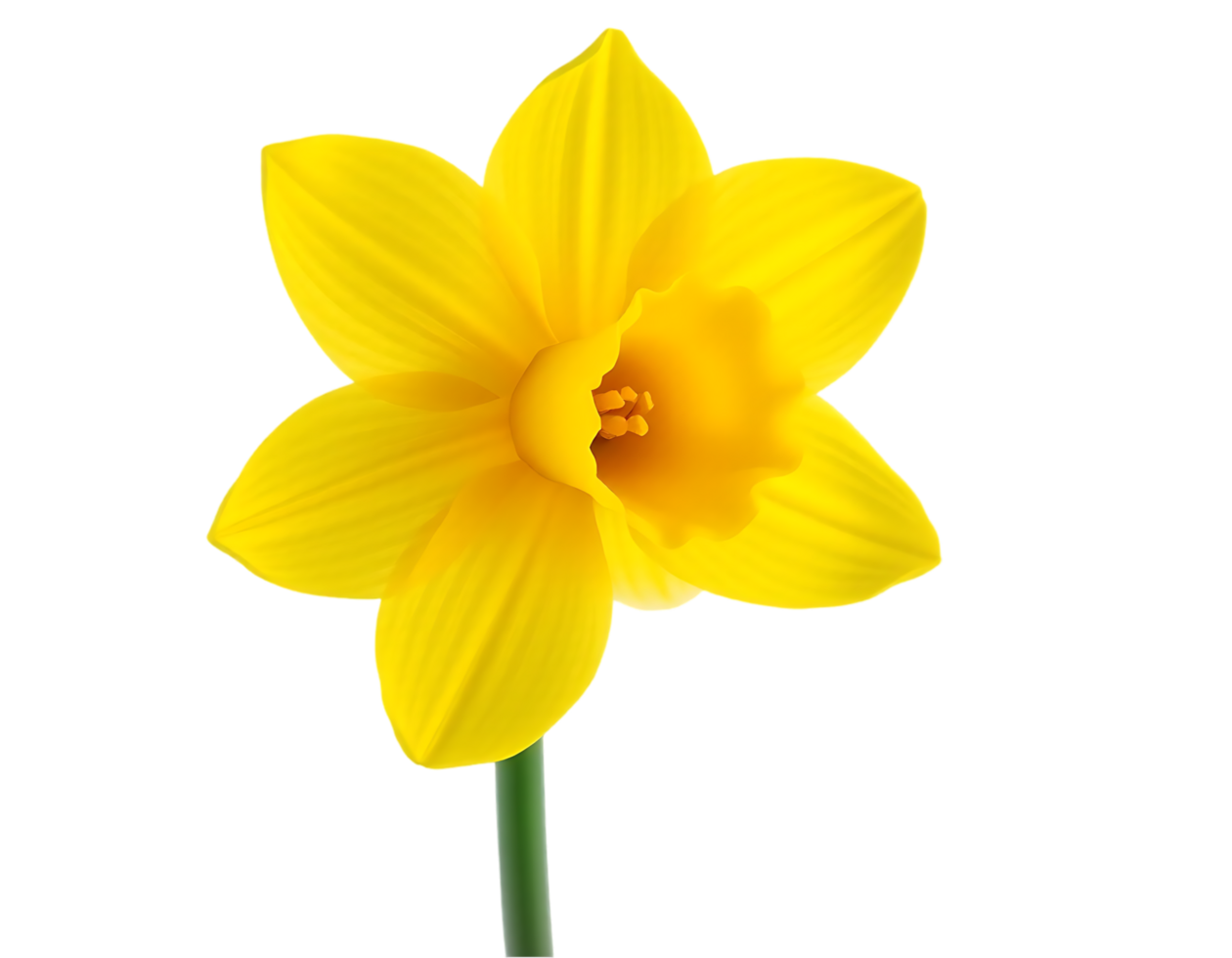Close-up of a beautiful yellow daffodil blooming in spring. png