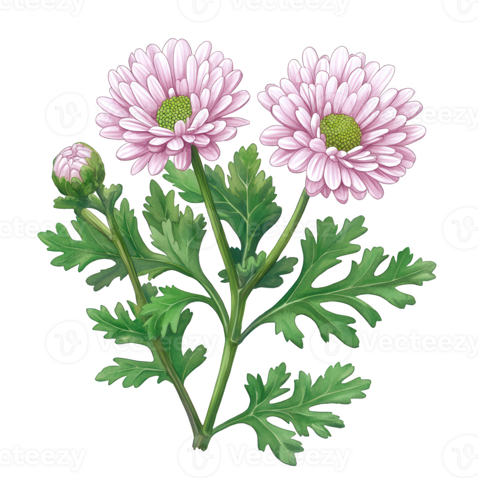 A beautiful illustration of pink daisies with lush green leaves on a white isolated background, perfect for floral designs and botanical themes. png