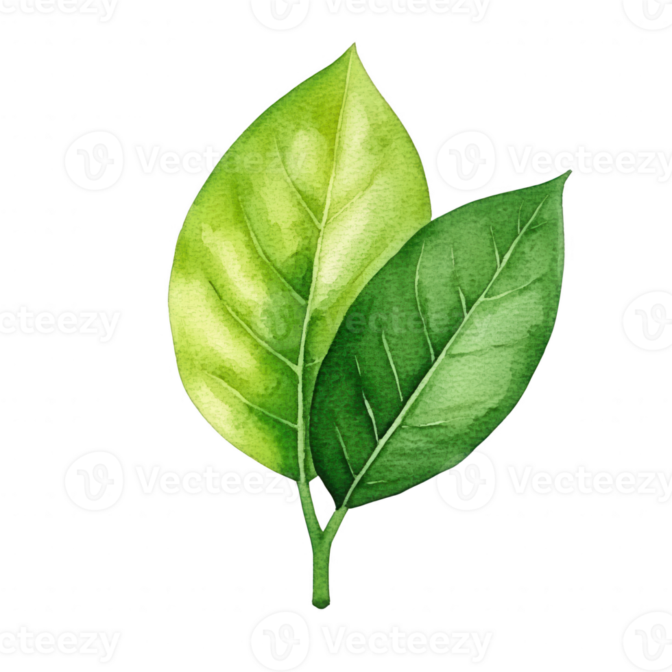 A detailed illustration of two green leaves showcasing different shades and textures, perfect for nature-themed designs, eco-friendly projects, and environmental awareness. png