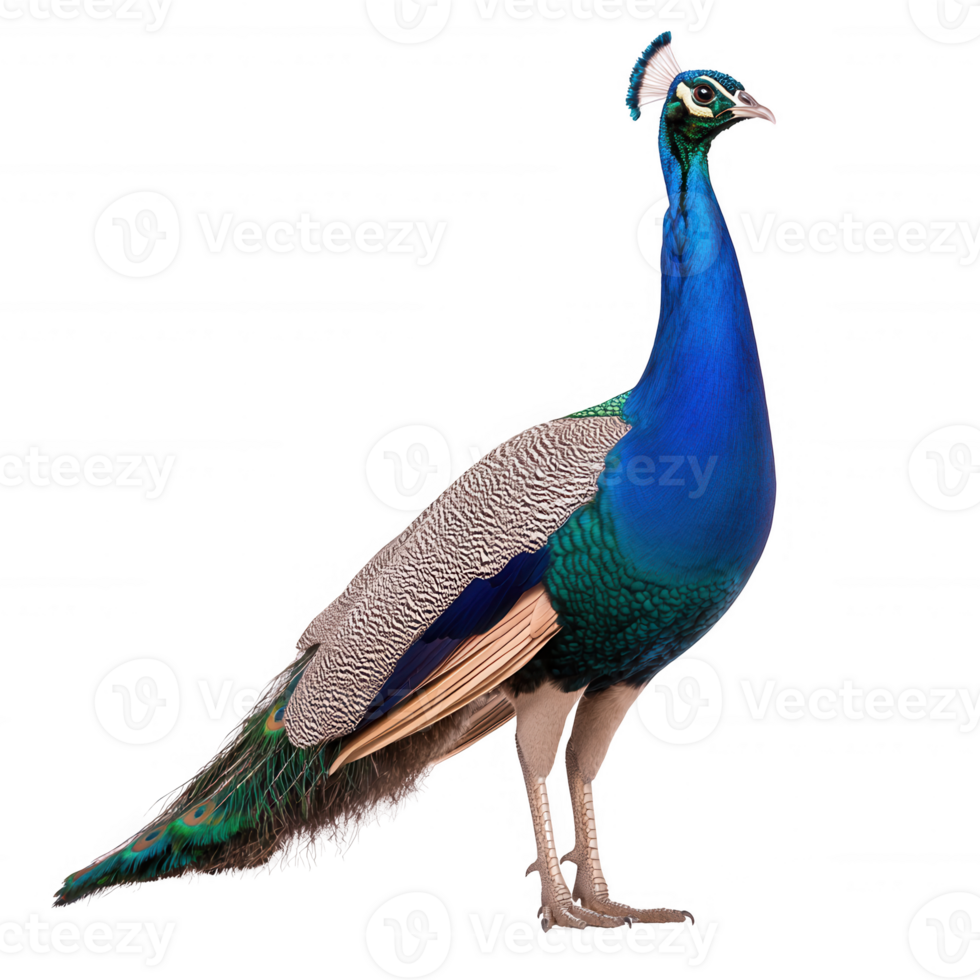 A majestic peacock standing elegantly with vibrant blue and green plumage, showcasing its intricate feather patterns against a white isolated background. png