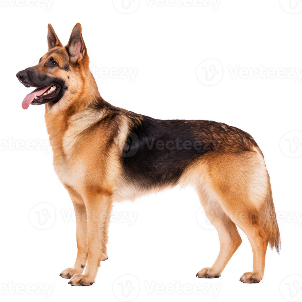 A majestic German Shepherd standing proudly. This dog showcases a strong, athletic build with a rich coat of fur, perfect for a variety of pet-themed projects. png