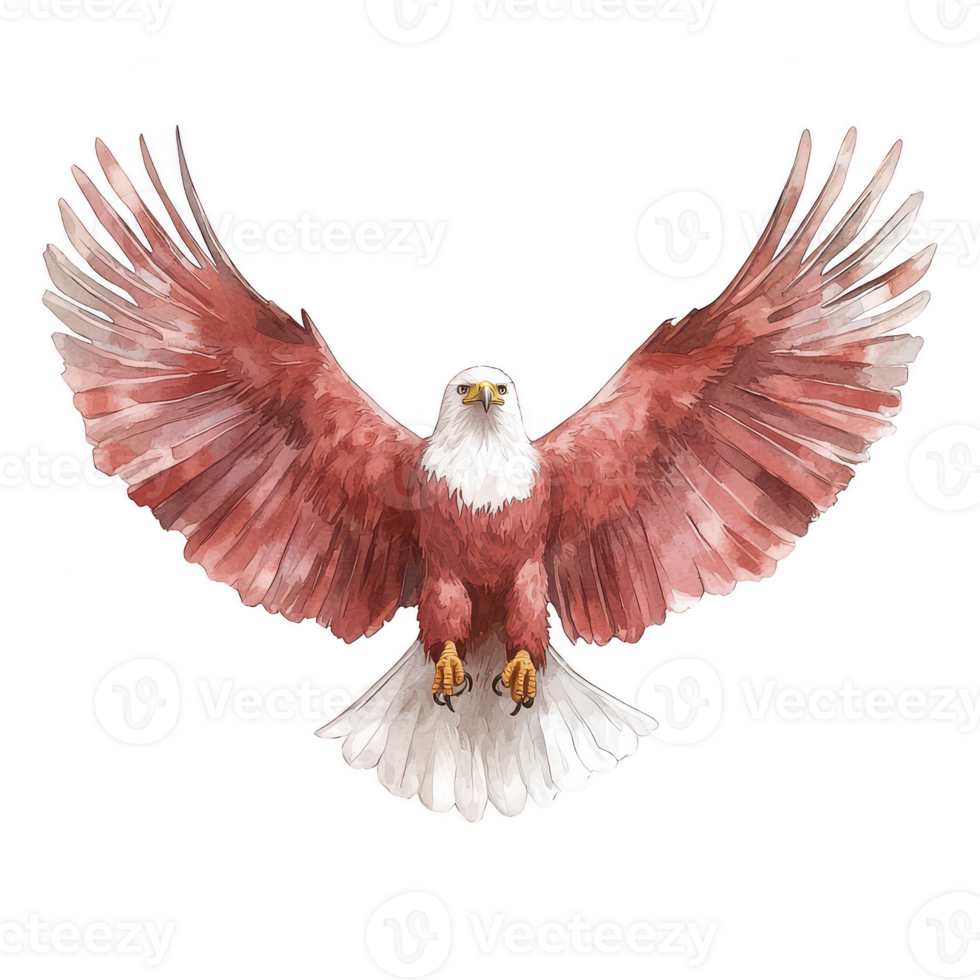 A majestic red-tailed hawk with its wings fully spread, showcasing its impressive feathers against a white isolated background. png