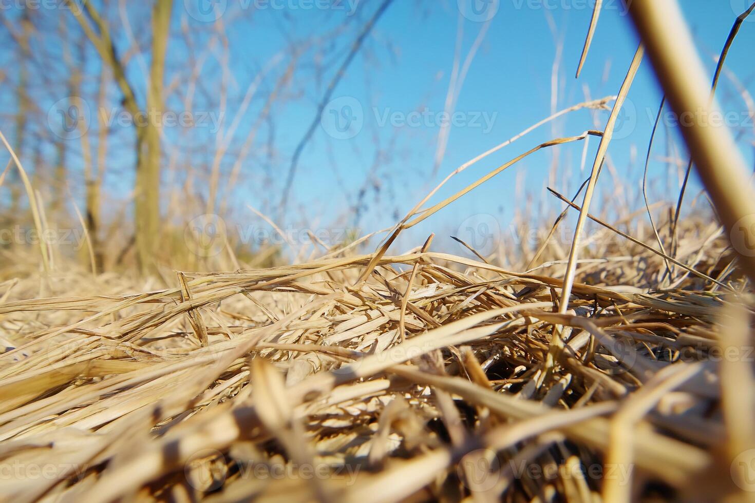 A close up of a field of dry grass photo
