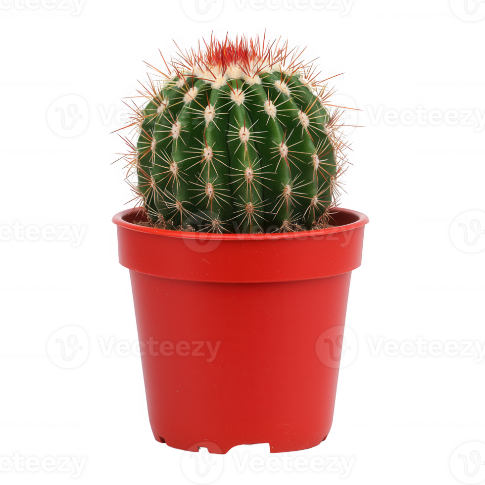 A vibrant green cactus displayed in a red pot, showcasing its unique spines and round shape, set against a white isolate background. png