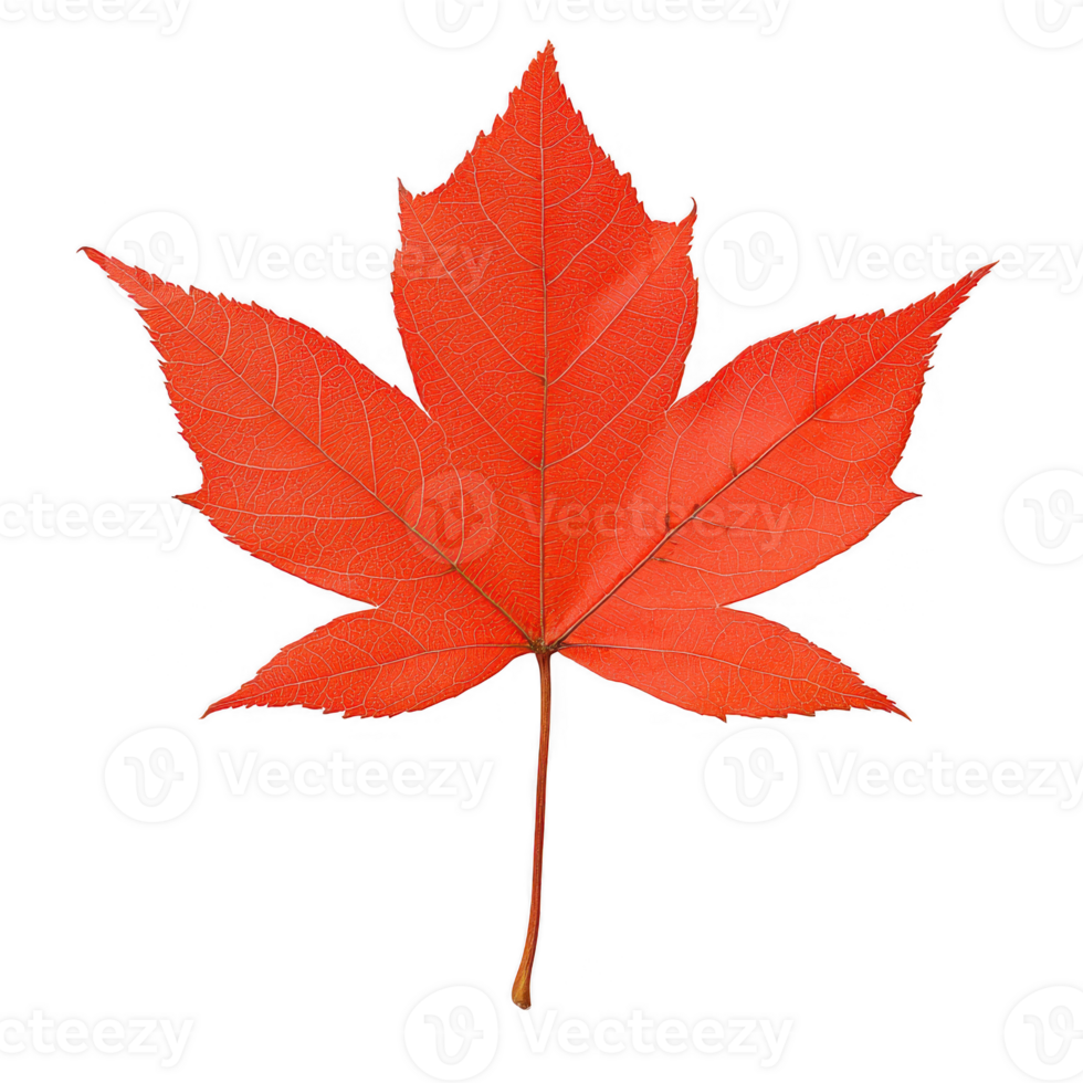 A vibrant red maple leaf showcasing its unique shape and texture against a white isolated background, perfect for use in nature-themed designs and autumn-related projects. png