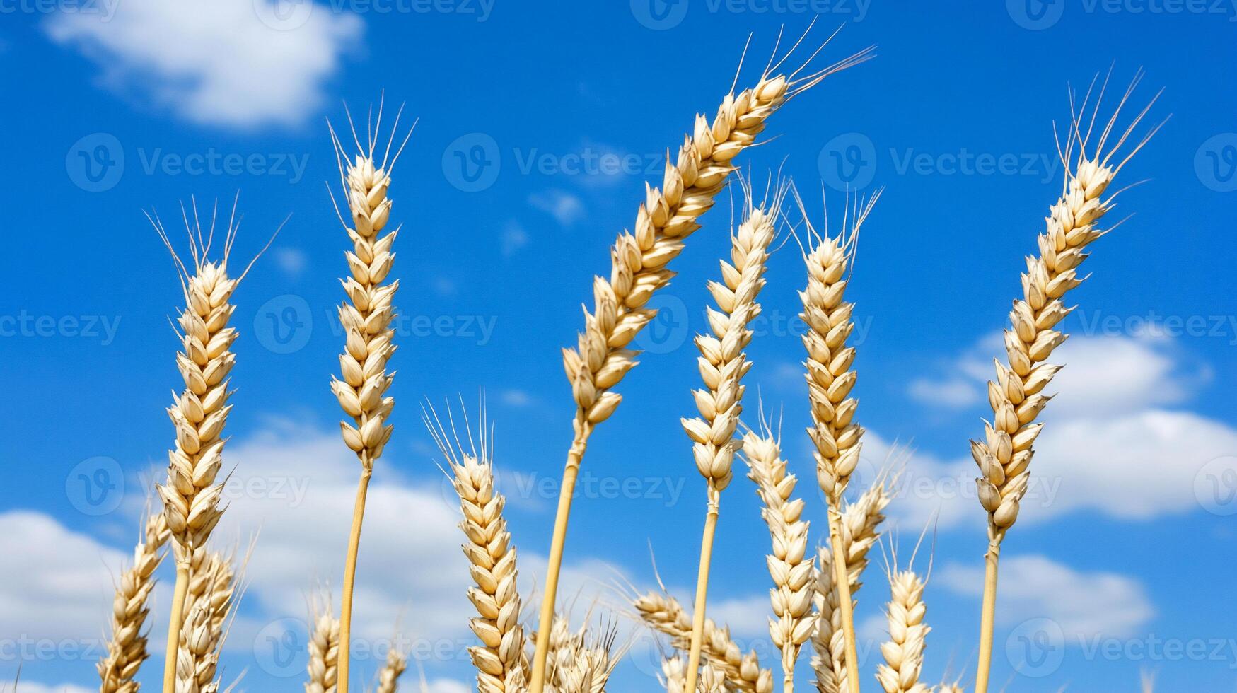 Wheat is shown in a field with blue sky photo