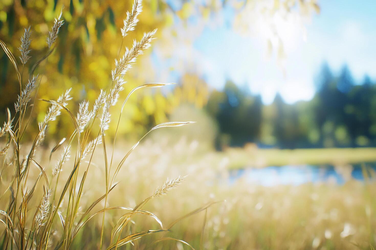 A field of grass with trees in the background photo