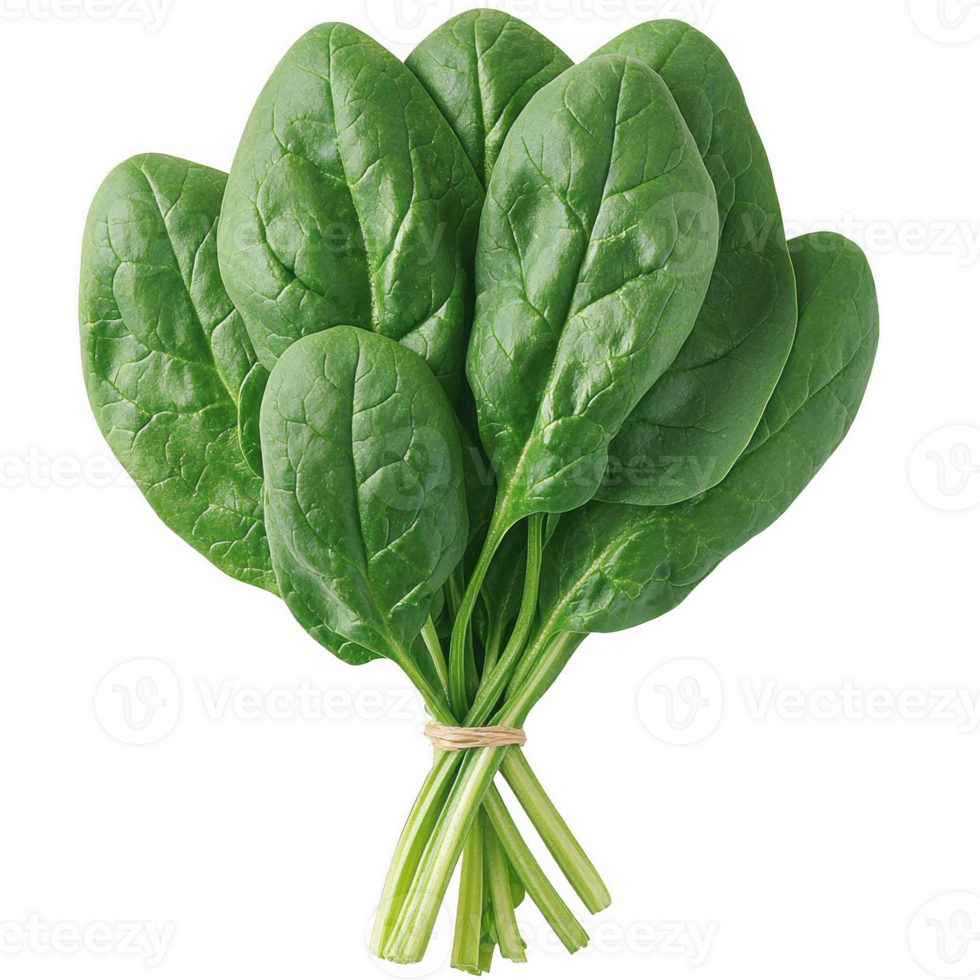 Fresh bunch of spinach leaves with vibrant green color, perfect for salads, smoothies, or cooking. Packed with nutrients and ideal for healthy eating. png