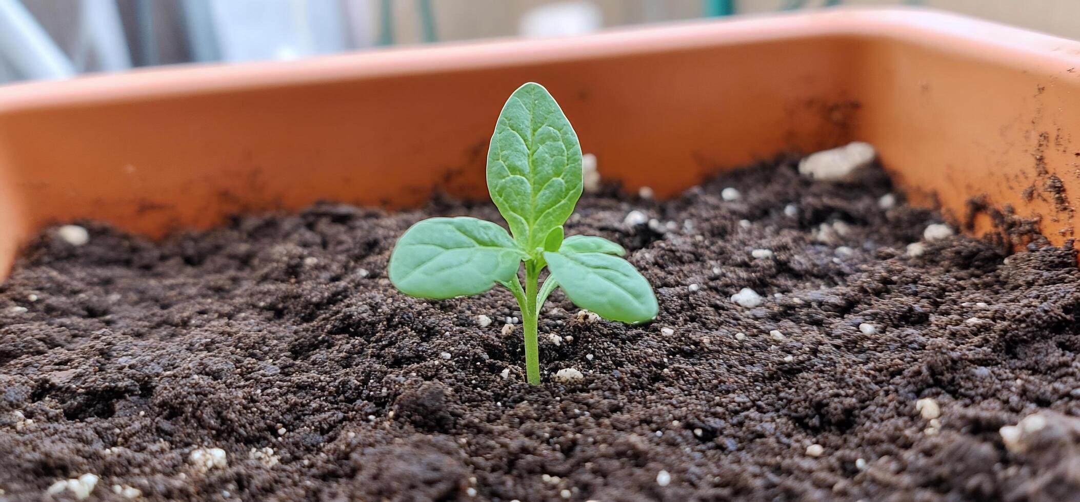 A small plant is growing in a pot photo