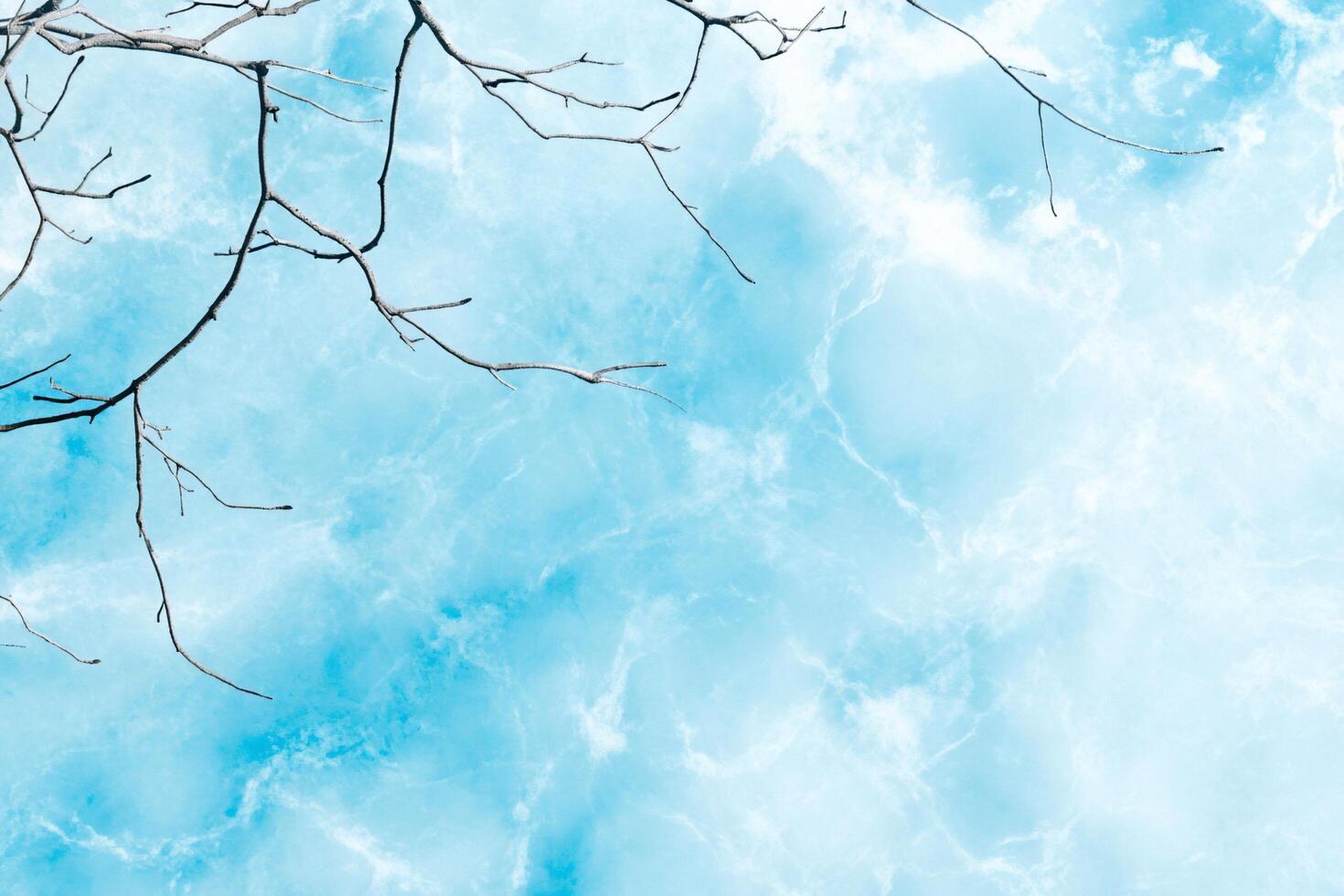 A tree branch with leaves hanging from it photo