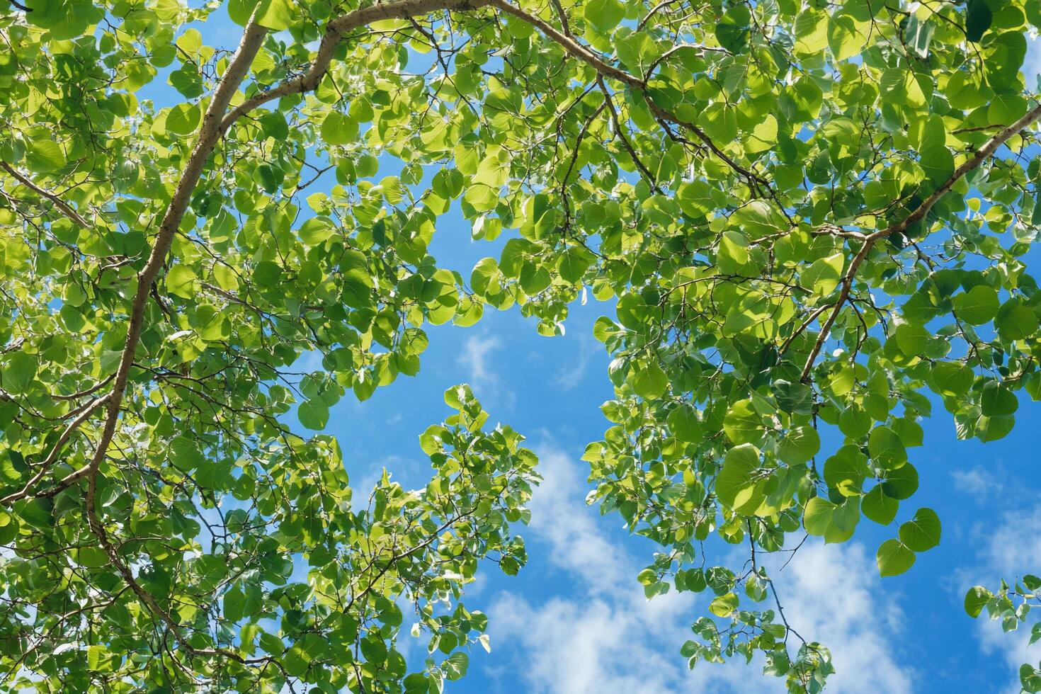 Green leaves on a blue sky background photo