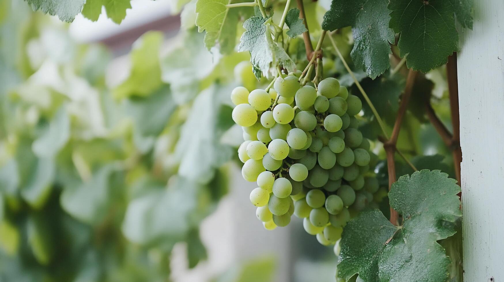 A bunch of green grapes hanging from a vine photo