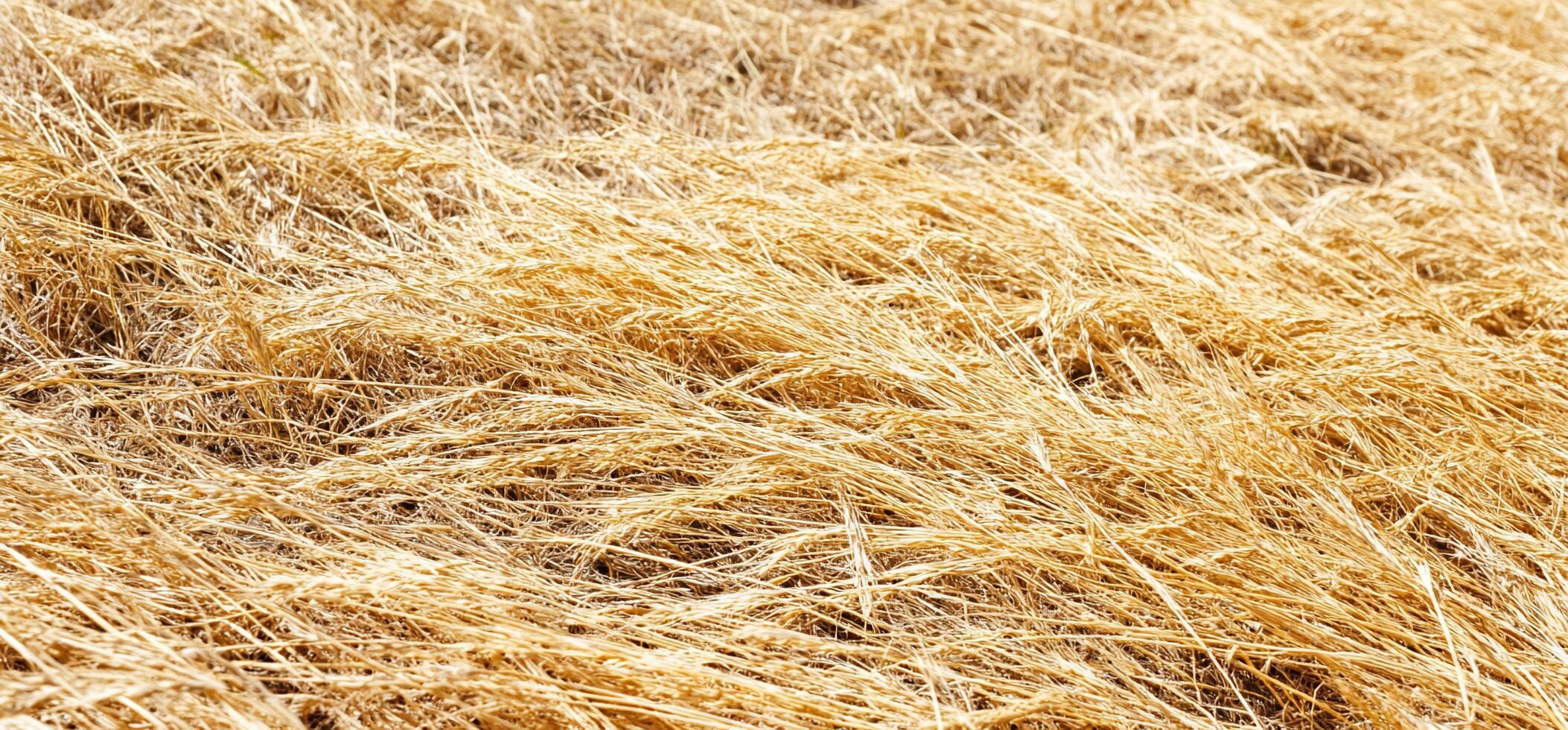 A field of dry wheat is shown in the background photo