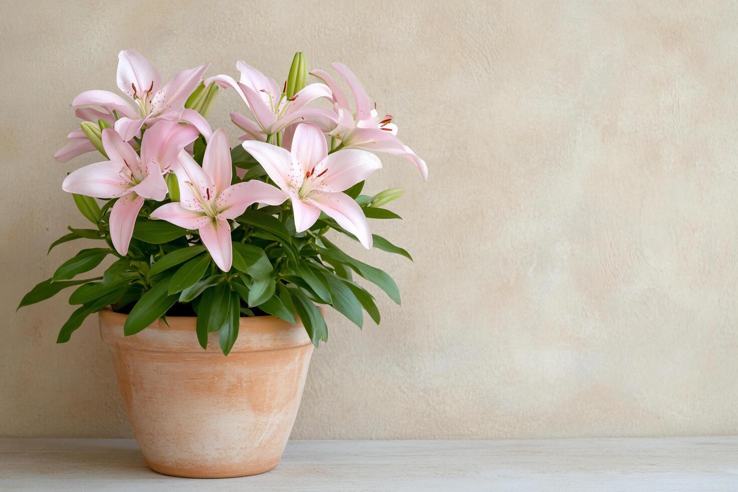 A potted pink lily plant against a textured wall background. photo
