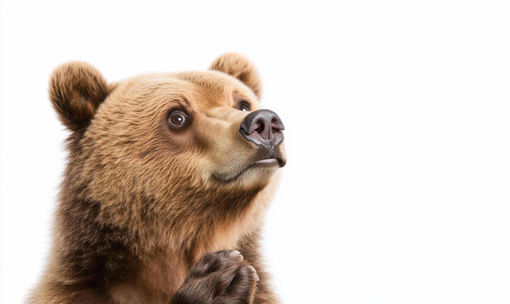 A close-up of a bear looking upward with a curious expression. photo