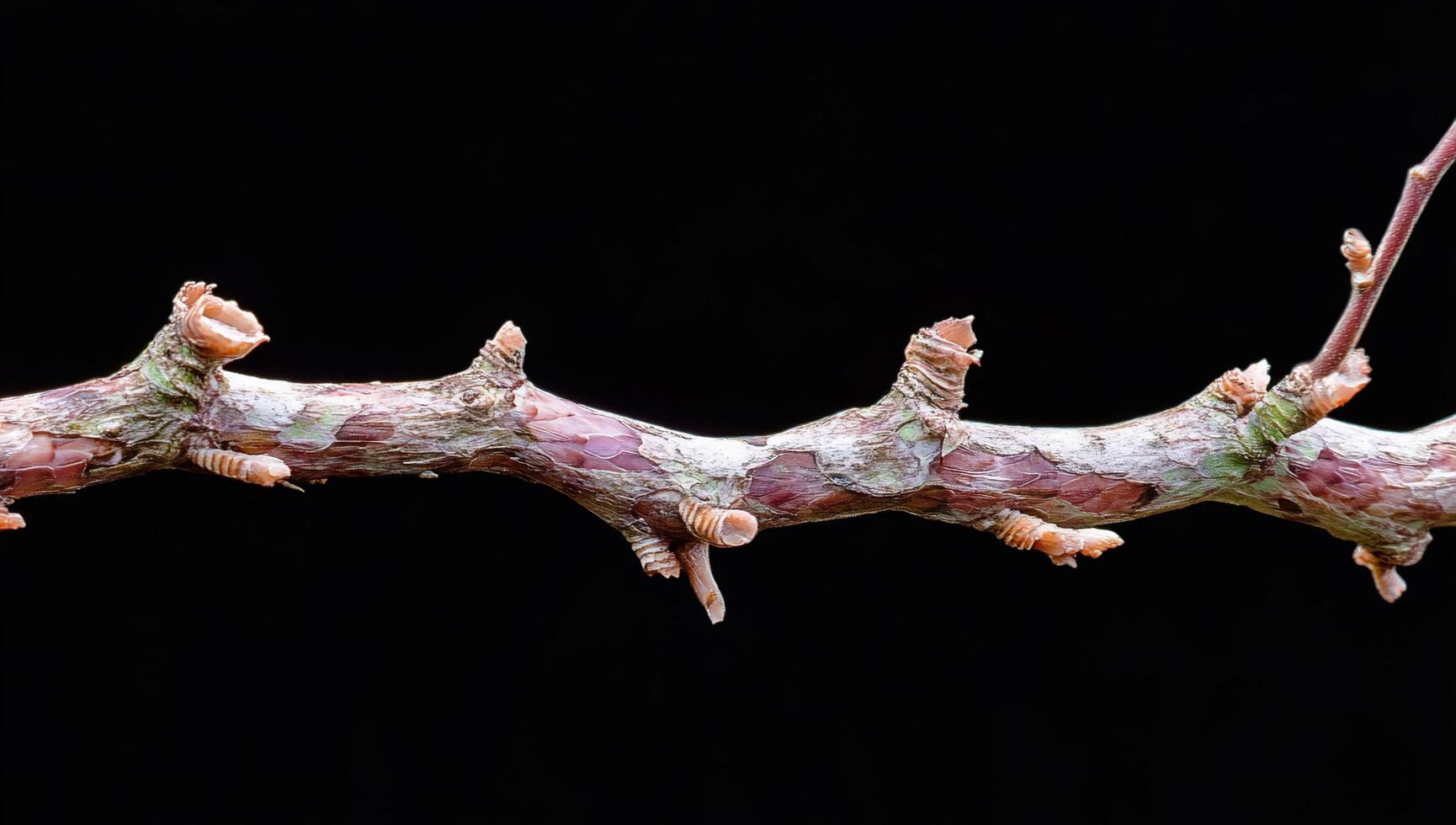 A close-up of a textured branch against a black background. photo