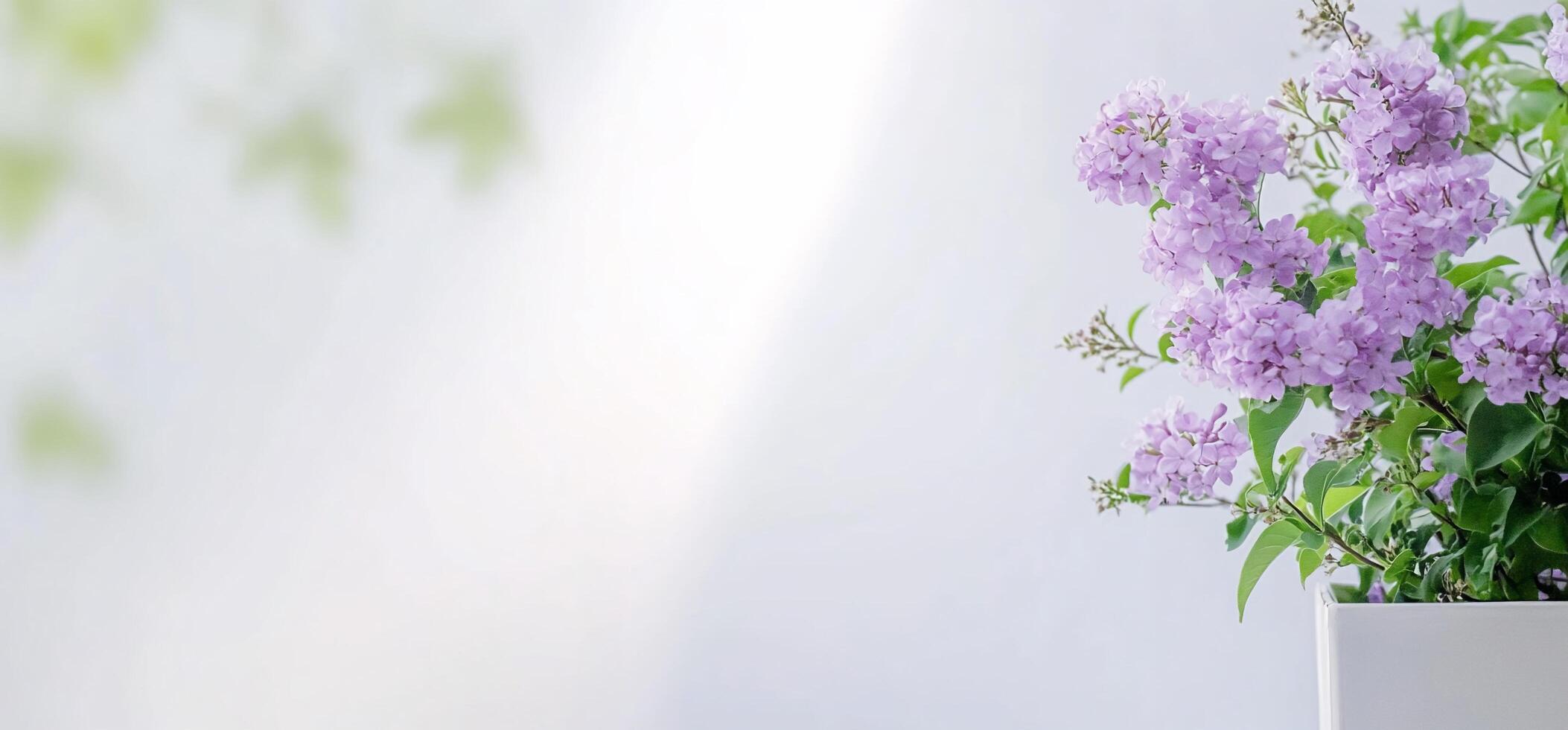 A serene arrangement of lilac flowers in a minimalist setting. photo