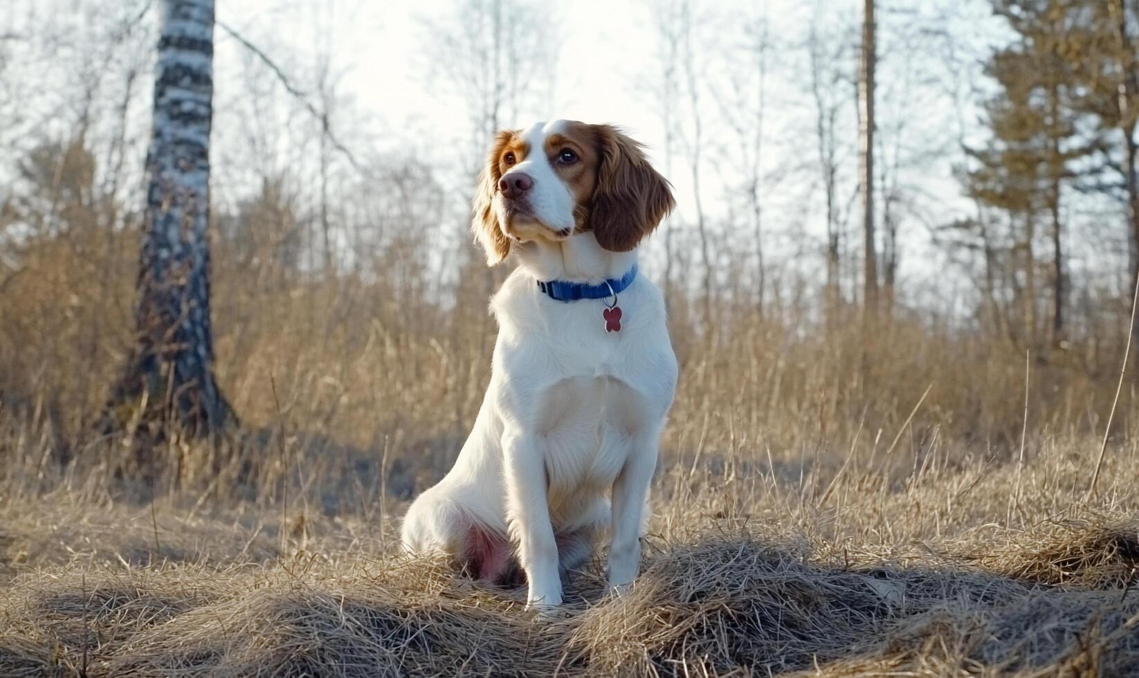 A dog sits in a grassy area, surrounded by trees in a serene setting. photo