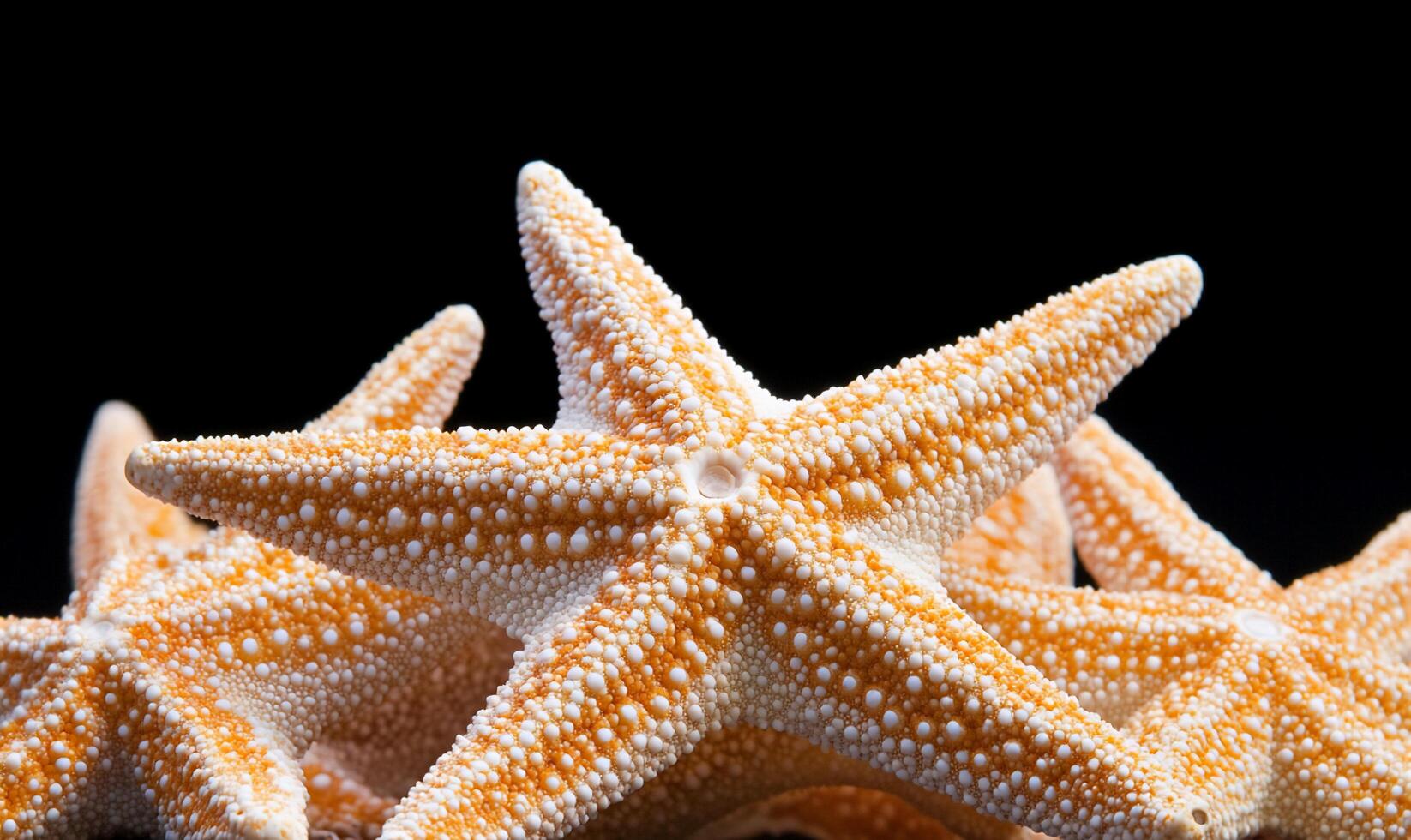 Close-up of a starfish showcasing its unique texture and color. photo