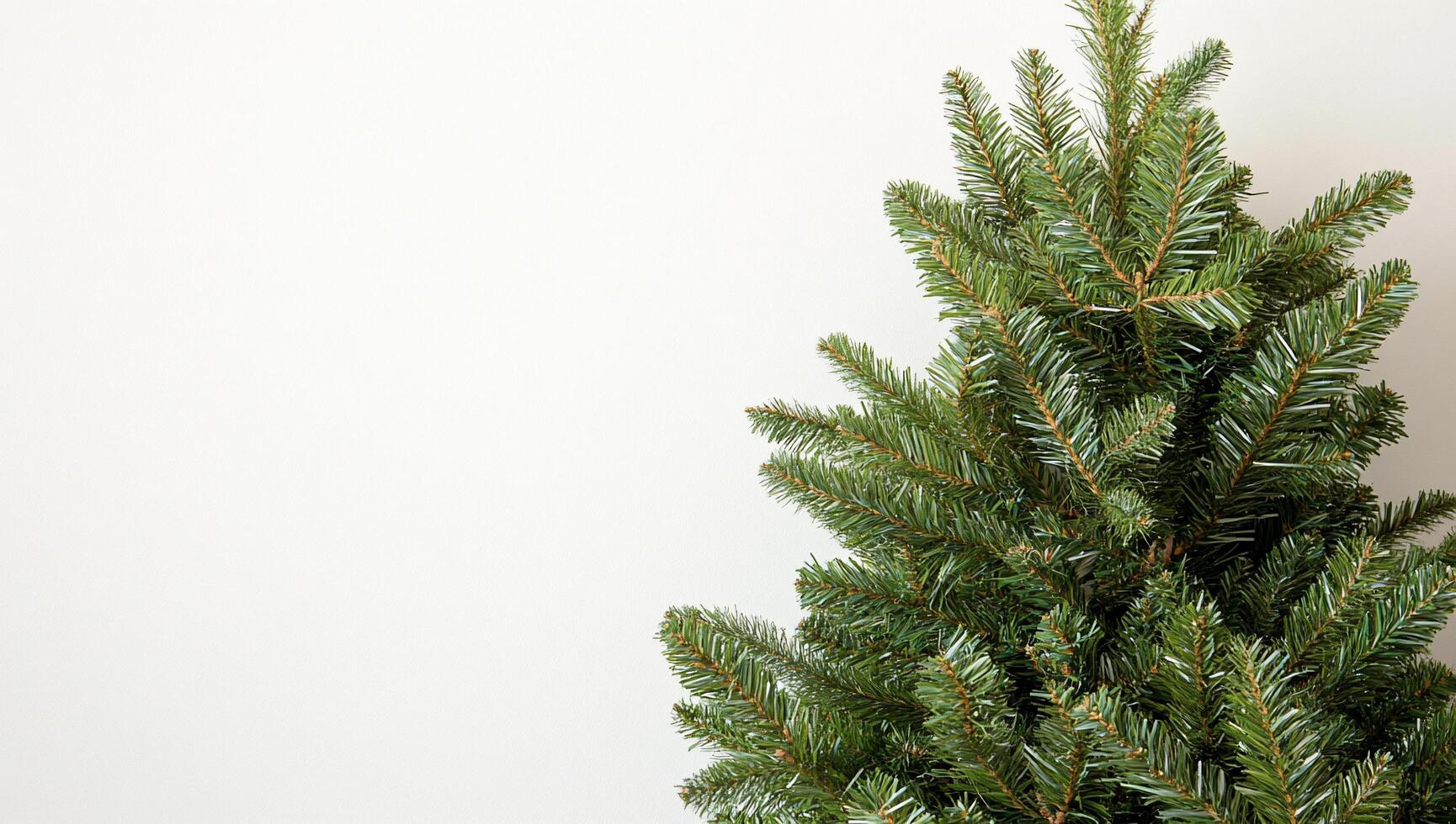 A close-up of a Christmas tree branch against a plain background. photo