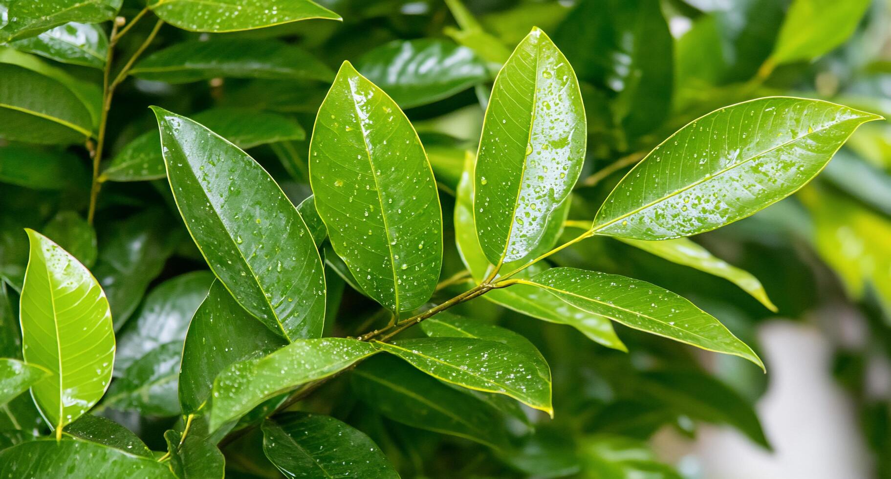 A close up of a green plant with water droplets on it photo