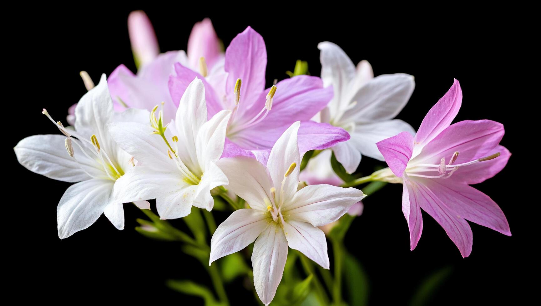 A bunch of white and pink flowers are on a black background photo