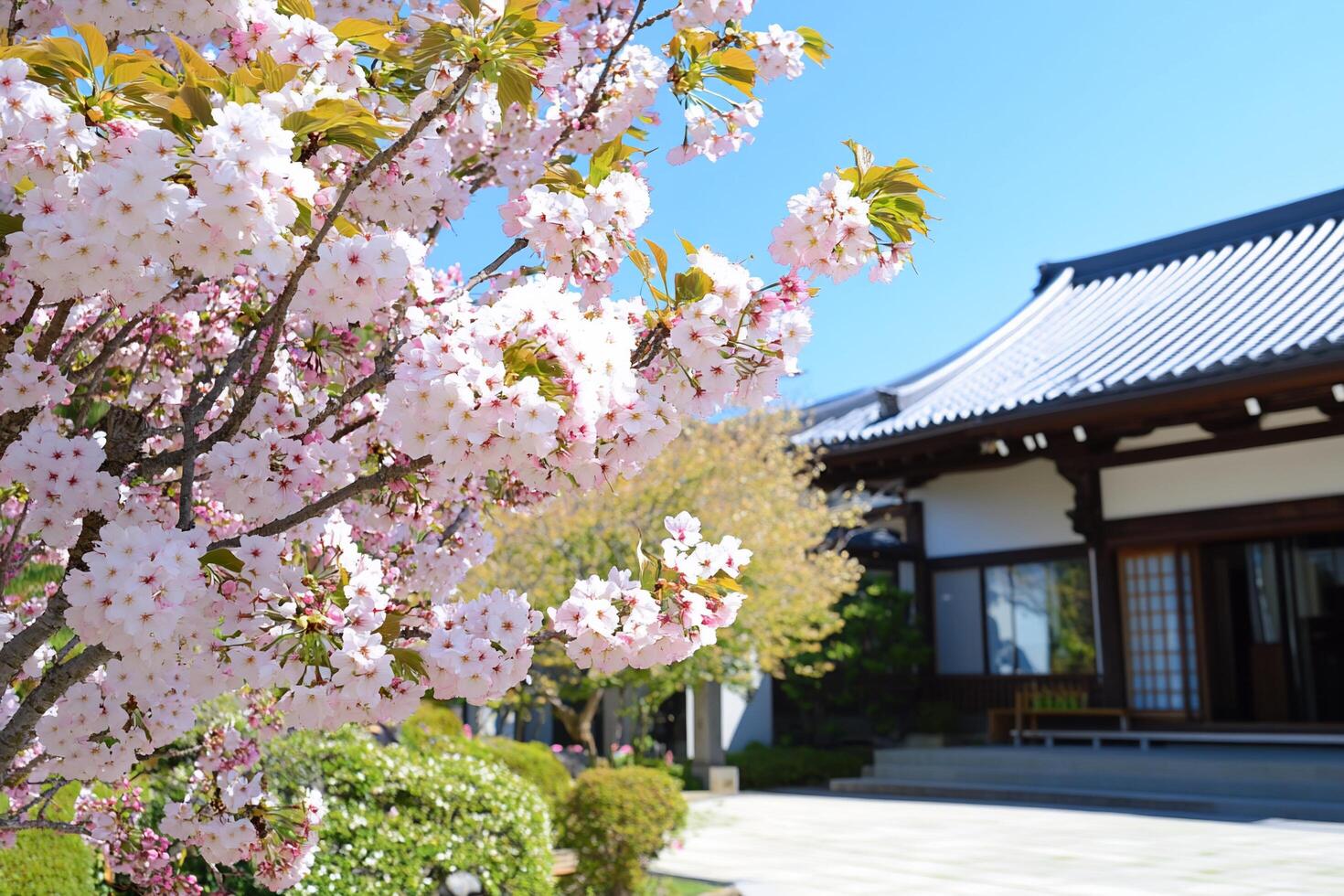 A serene garden with blooming cherry blossoms and traditional architecture. photo