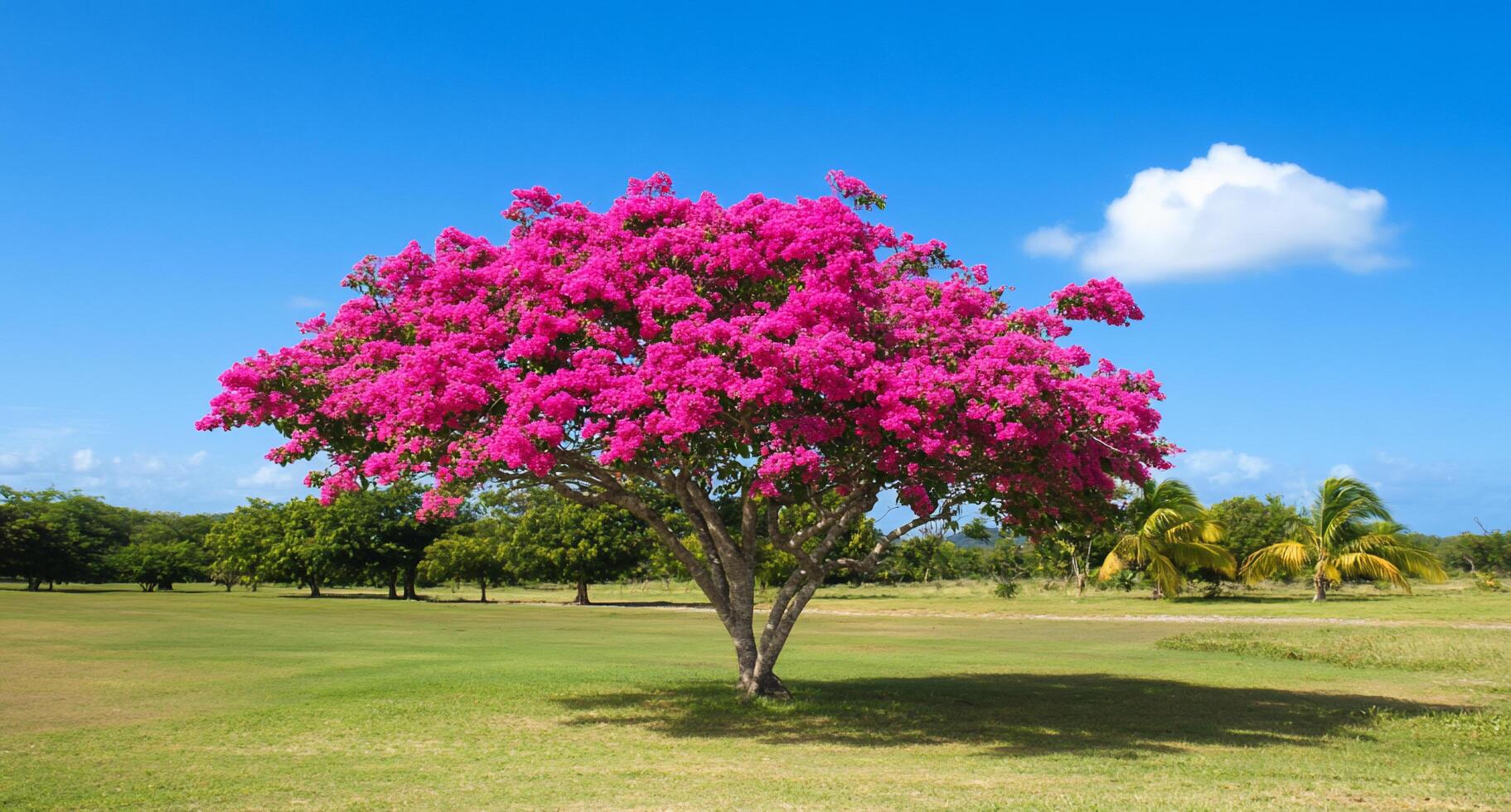 A vibrant bougainvillea tree in a sunny park setting. photo