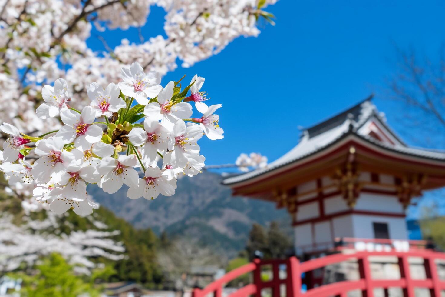 Cherry blossoms in bloom near a traditional Japanese structure. photo
