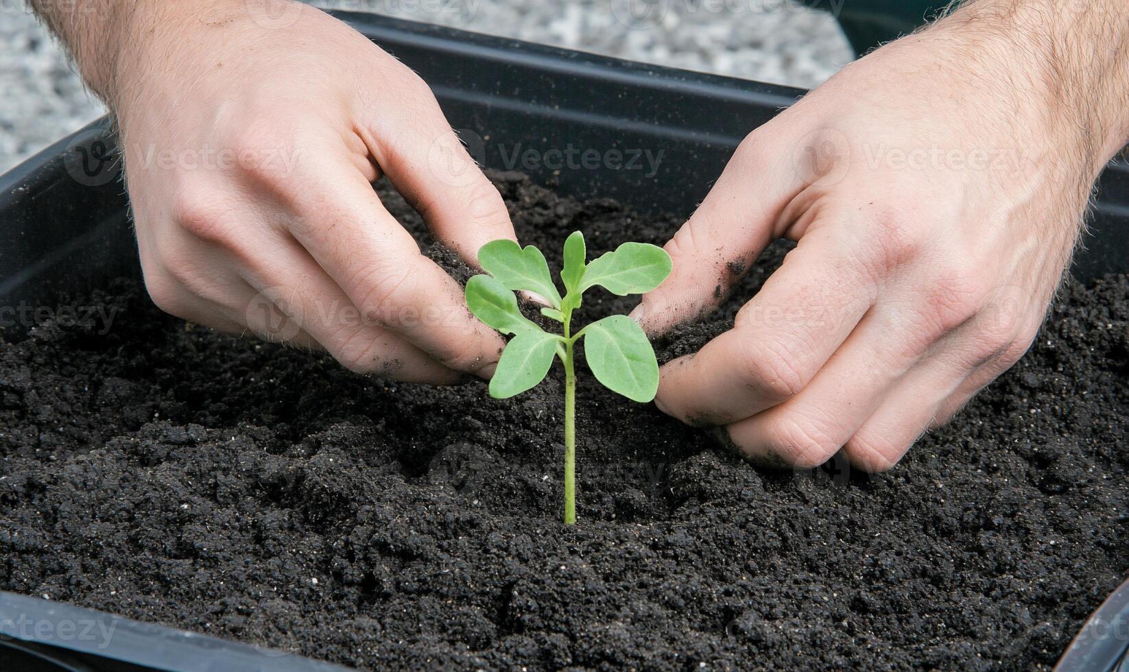 A person is planting a seedling in a container photo