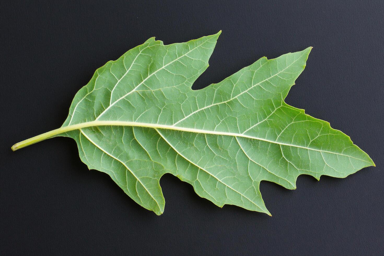A large green leaf with a prominent vein structure on a dark background. photo