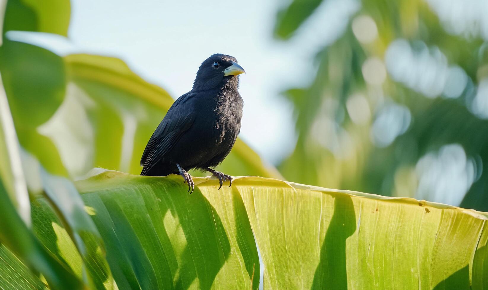 A black bird perched on a vibrant green leaf in a tropical setting. photo