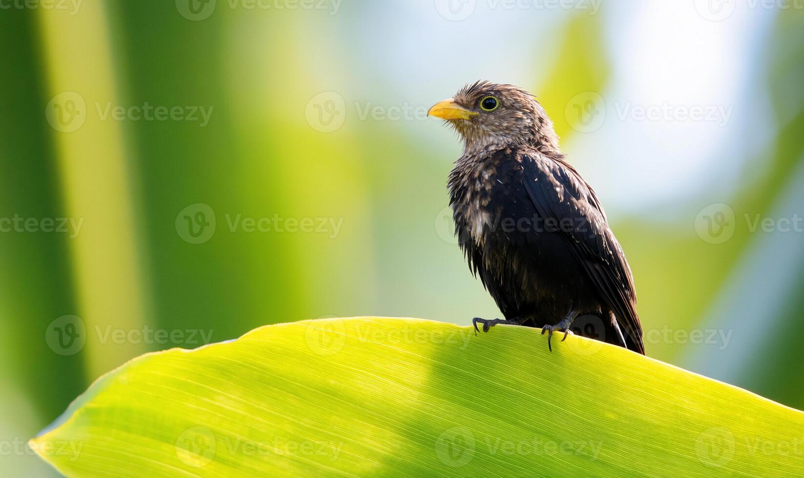 A small bird is perched on a leaf photo