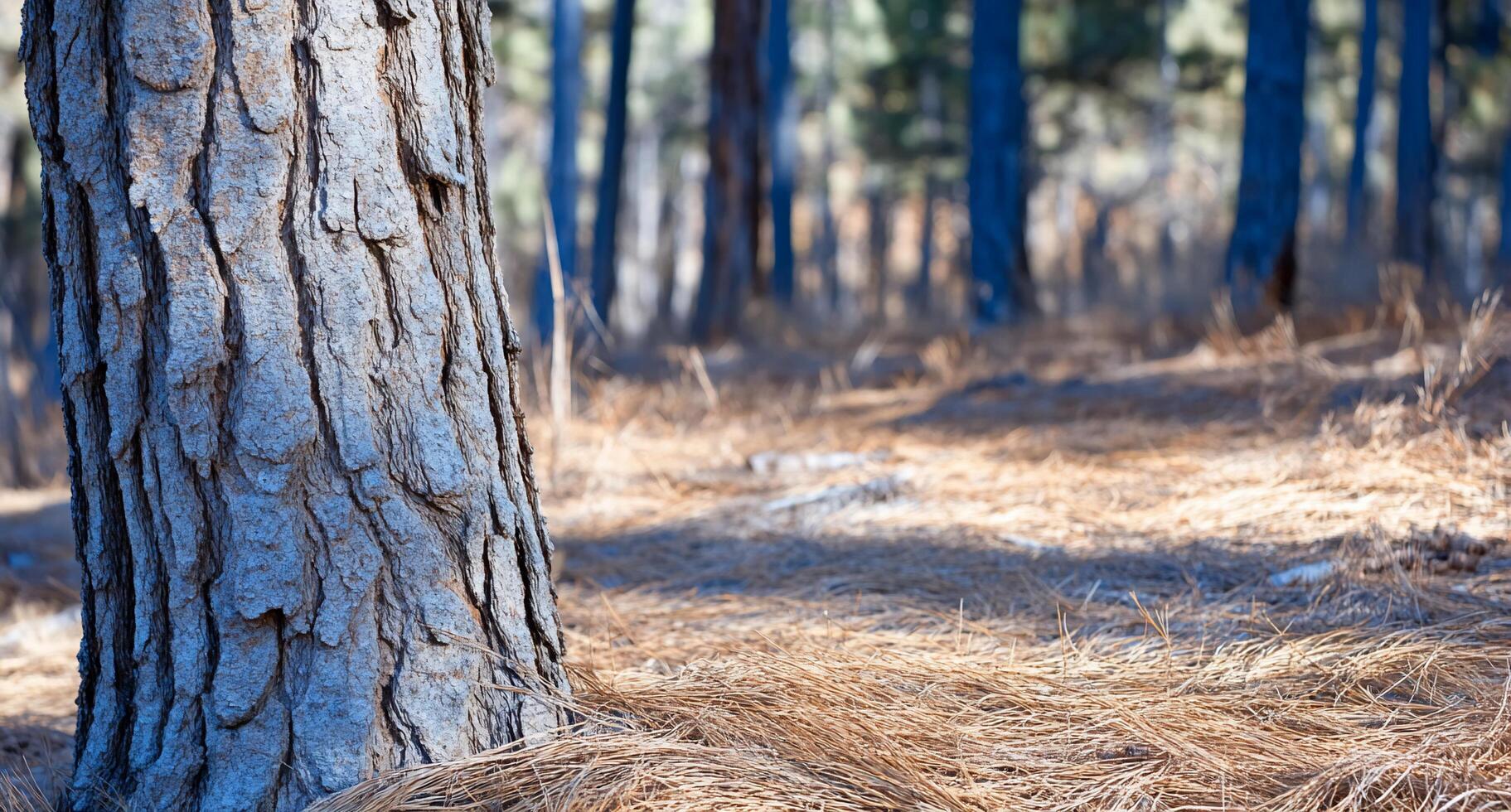 A close-up of a tree trunk in a forest setting with pine needles. photo
